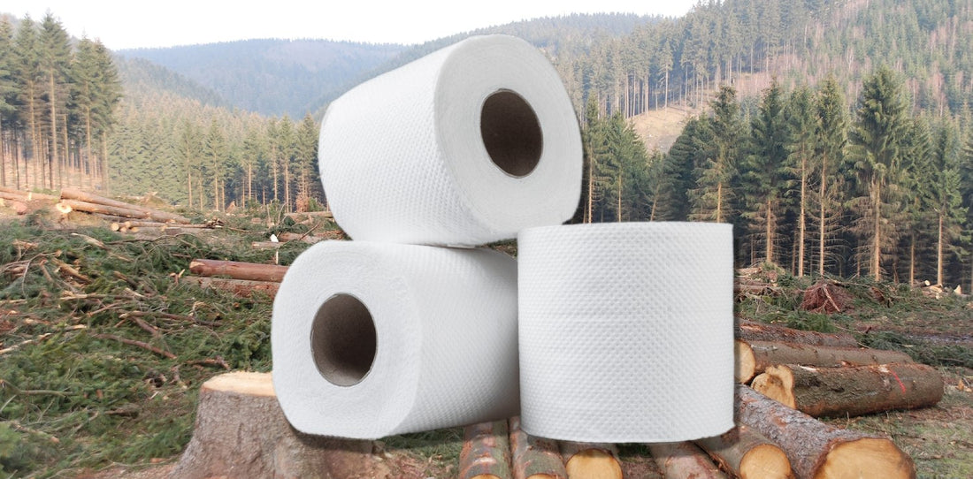 Bild som tydliggör kopplingen mellan toalettpapper och avverkning